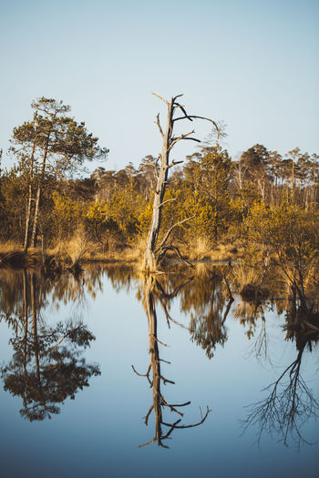 Scenic view of dead tree in swamp against clear sky