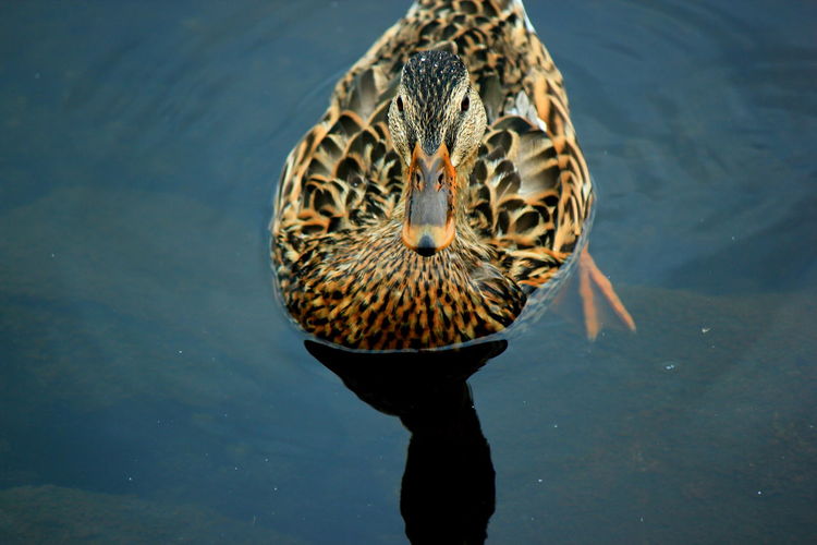 High angle view of duck in lake