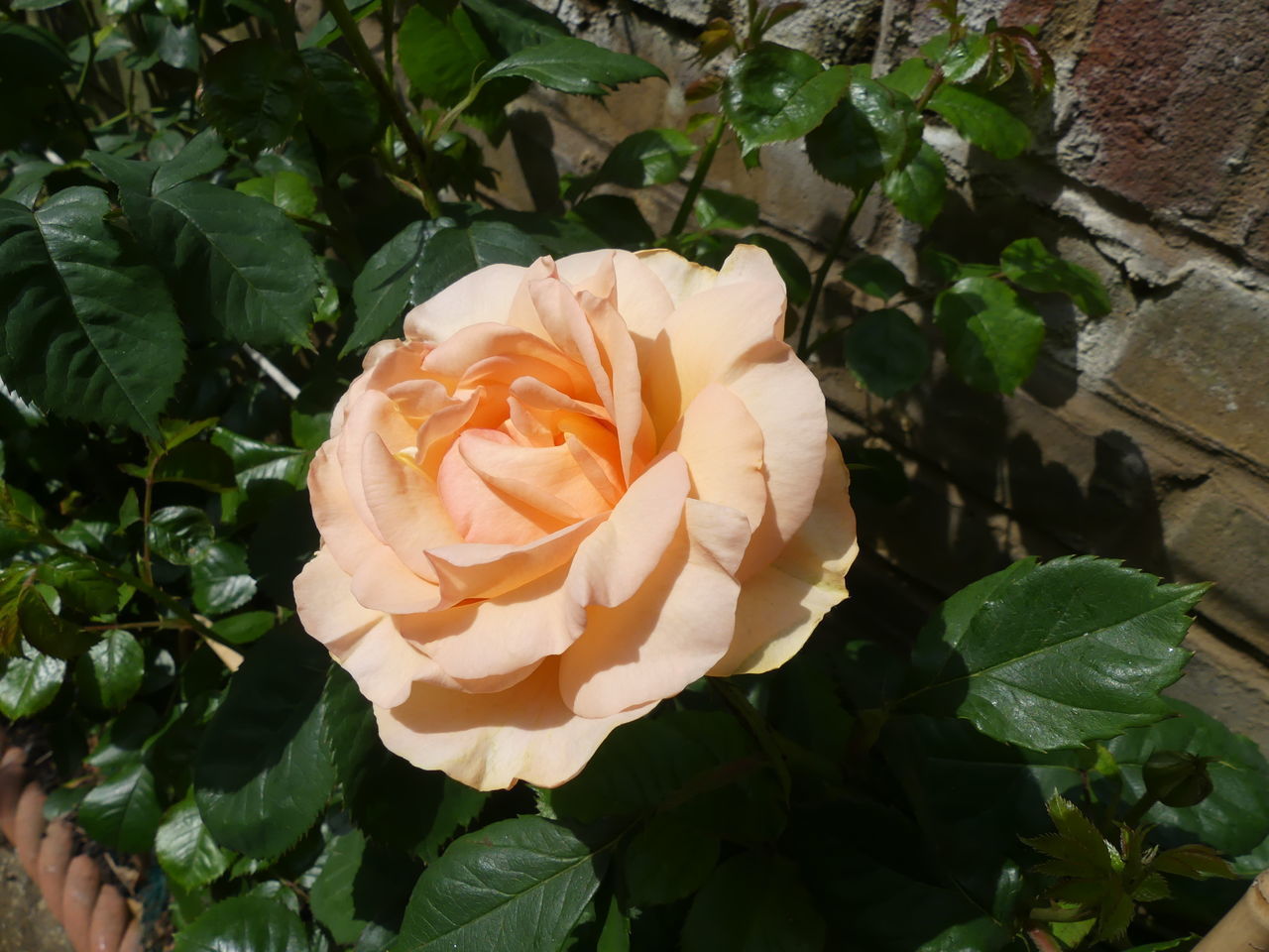 HIGH ANGLE VIEW OF ROSE ROSES ON PLANT
