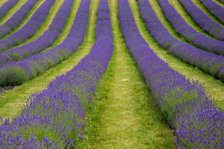 Rows of lavender growing in a field.