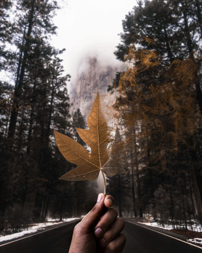 Person holding maple leaf during autumn