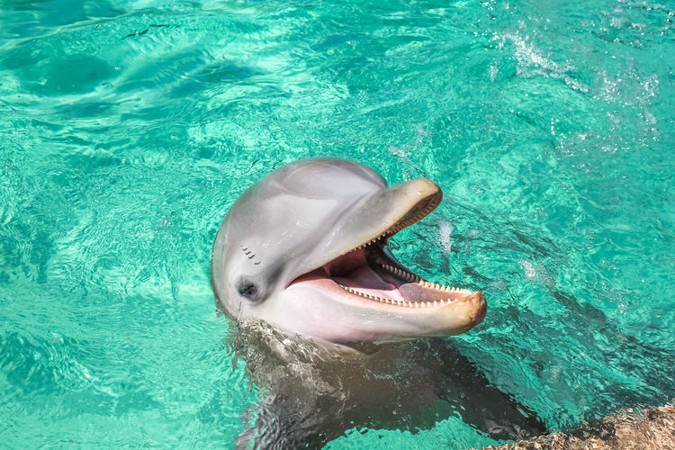 Close-up of dolphin swimming in sea