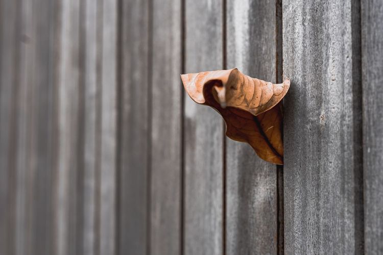 Close-up of dry leaf on wooden wall