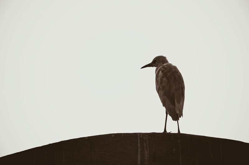 Low angle view of bird perching against clear sky