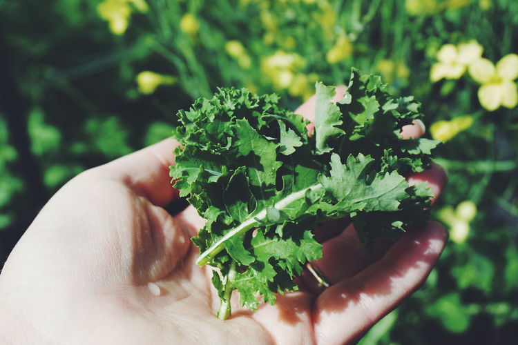 Cropped image of hand holding kale leaves in vegetable garden