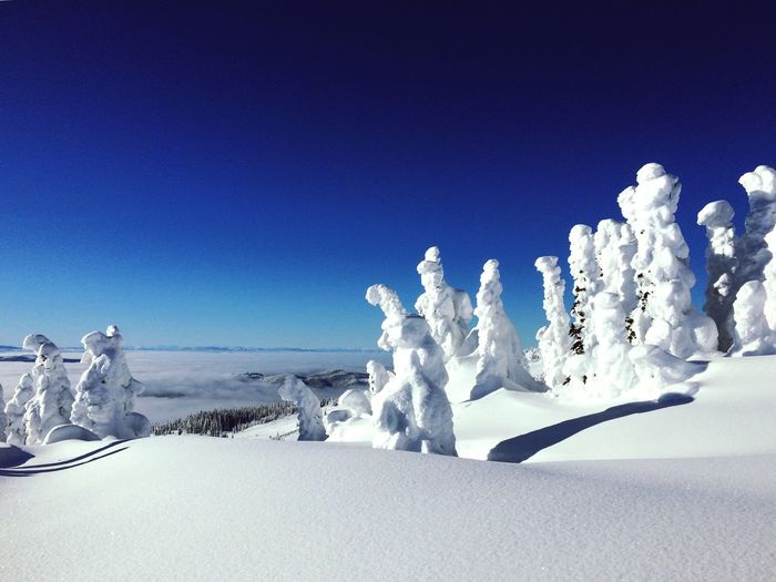 Snow ghost trees in canadian mountains with blue skies and untracked powder