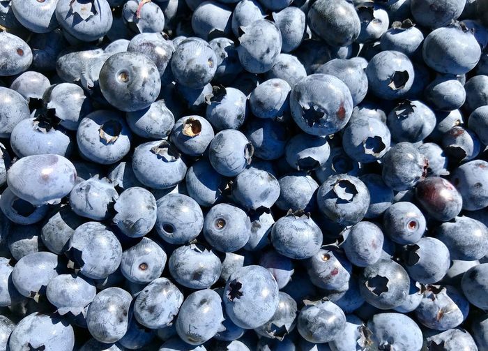 Full frame shot of blueberries