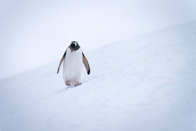 Gentoo penguin crosses snowy slope looking down