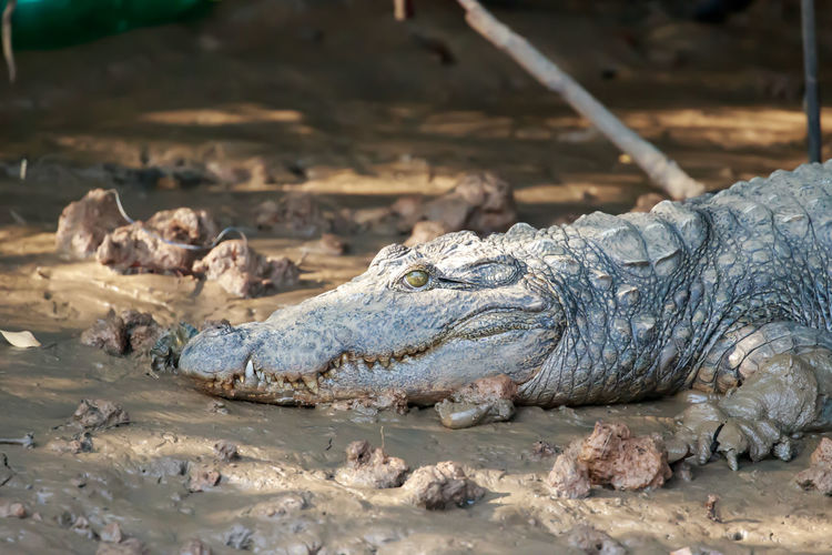 An indian mugger crocodile up close
