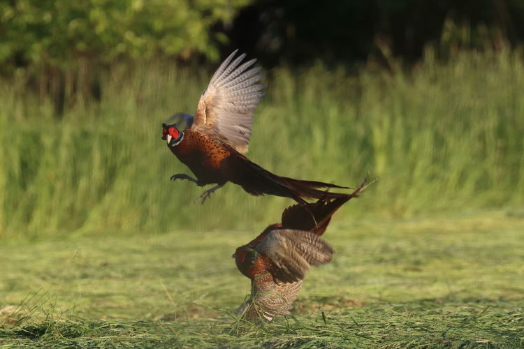 Duel of pheasants in the field