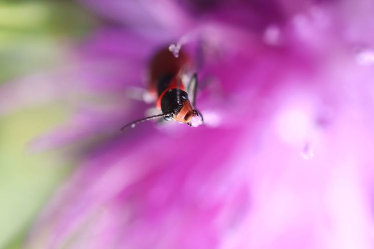 Macro photo of a tiny beetle  inside a pink flower
