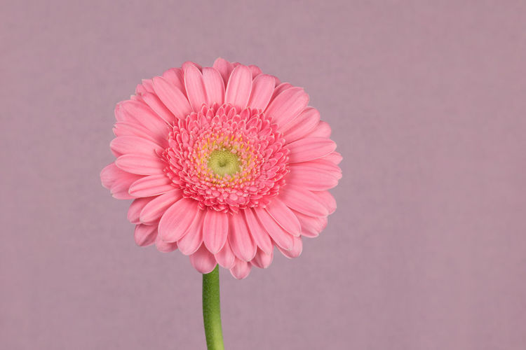 Perfect pink gerbera flower against pink background