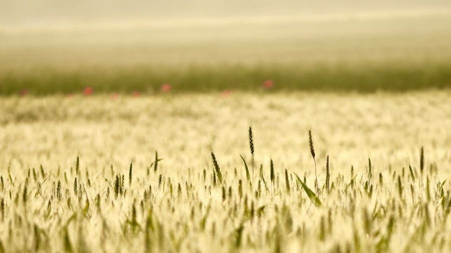 Wheat growing on field