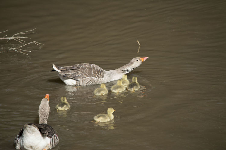 High angle view of greylag geese with gosling in lake