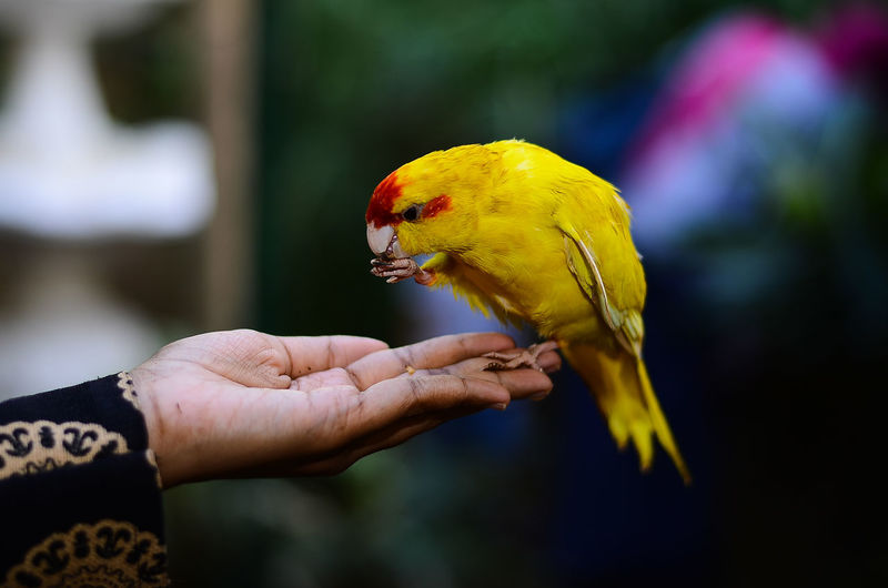 yellow bird 