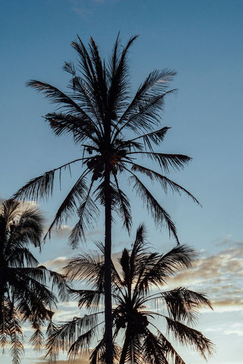 Low angle view of silhouette palm tree against sky