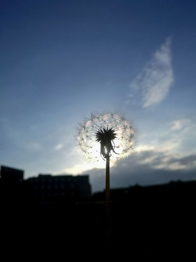 Silhouette of dandelion against sky during sunset