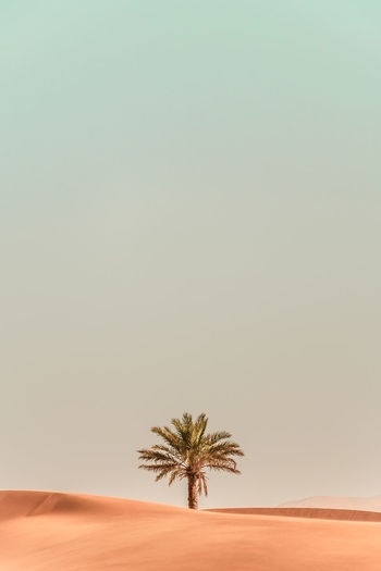 Palm tree in desert against clear sky