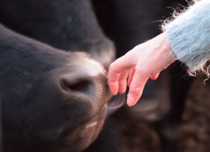 Cropped image of hand touching cow