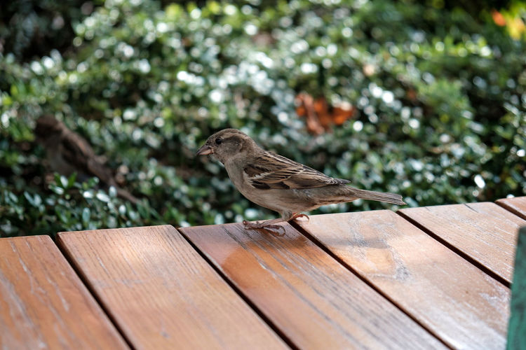 Bird perching on wooden bench