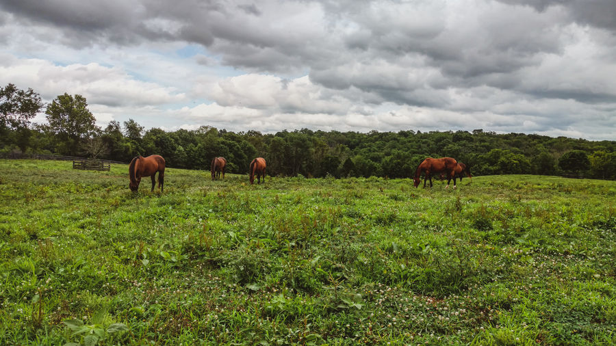Horses grazing in a field