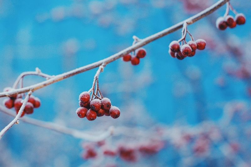 Low angle view of berries growing on tree against sky