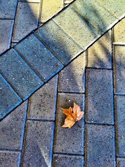 Leaves fallen on footpath