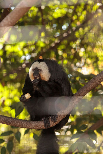 Male white-faced saki sits in a cage in captivity