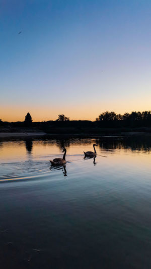 Swans on lake against clear sky during sunset