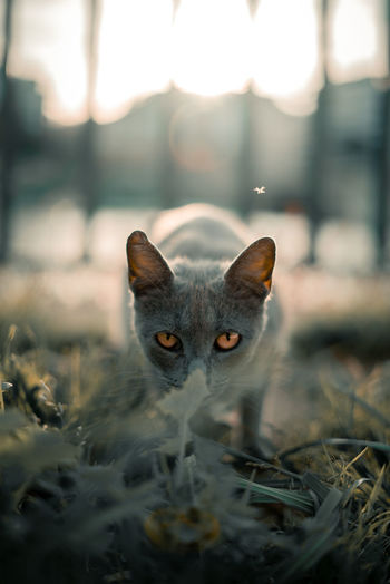 Close-up portrait of cat standing on field