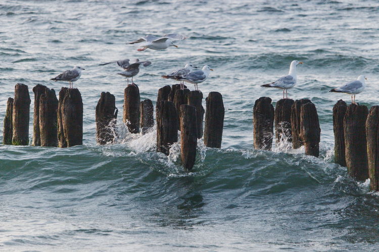Seagull on wooden posts in sea