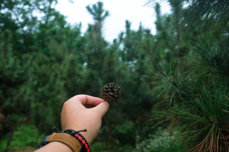 Cropped hand of man holding pine cone against trees