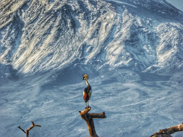 Grey crowned crane perching on branch against mt kilimanjaro