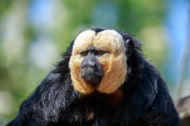A saki monkey up close