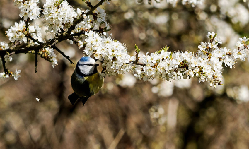 Cherry blossoms in spring
