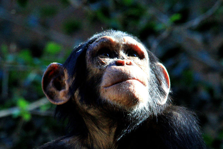 Close-up portrait of a shimpanse