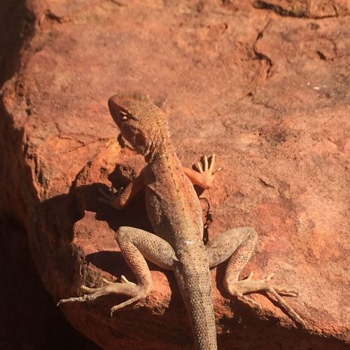 Close-up of lizard
