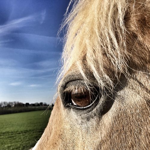 Close-up of horse on field
