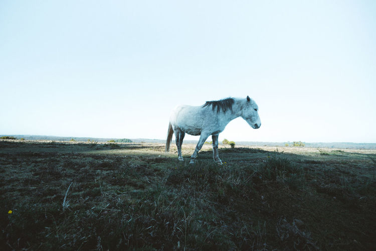 Horse standing on grass against clear sky