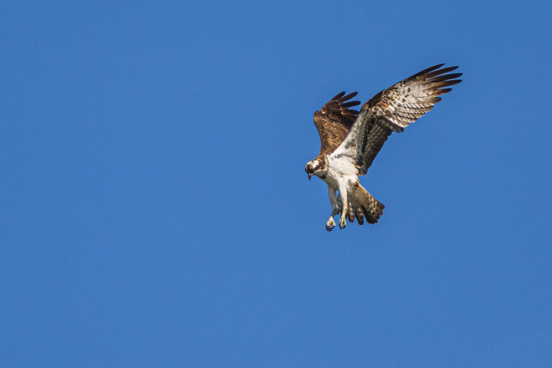 Low angle view of bird flying against clear blue sky