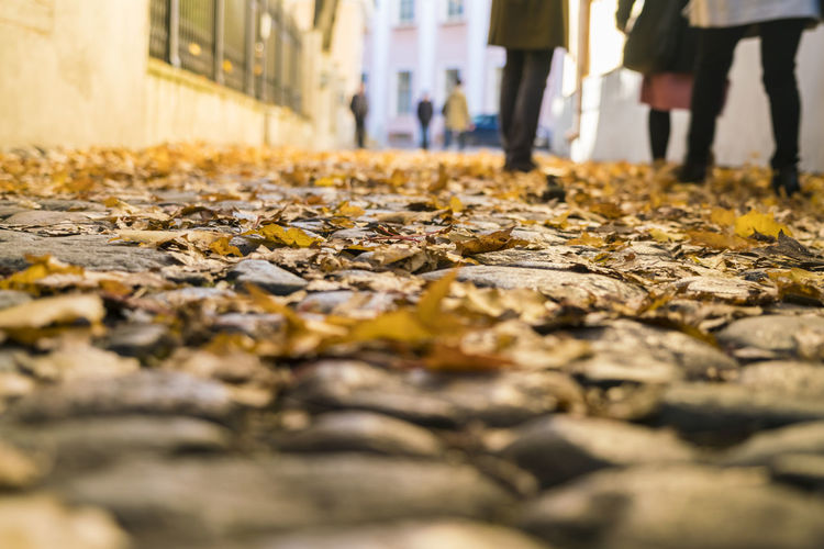 Close-up of autumn leaves on street