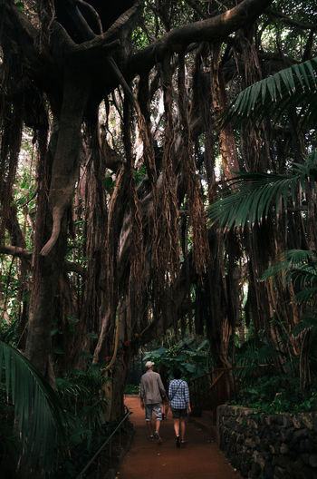 Rear view of man and woman walking amidst trees