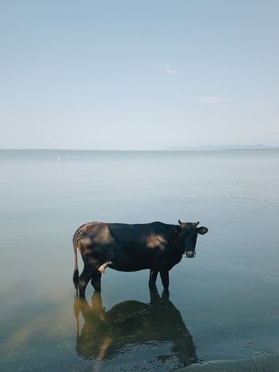 Cow wants photoshoot too