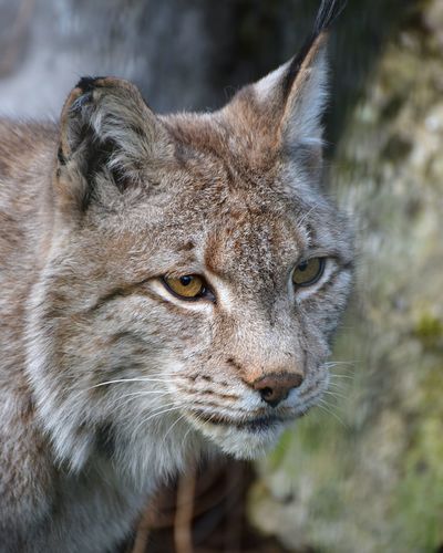 Close-up of lynx cat looking away