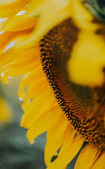 Close-up of yellow flower