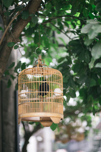 Bird perching in birdcage against branches