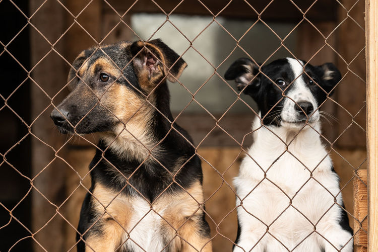 View of dogs looking through chainlink fence