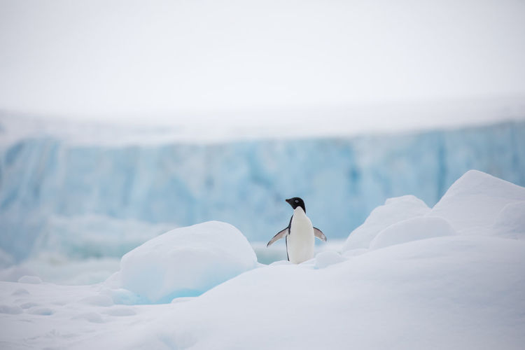 Penguin perching on snow