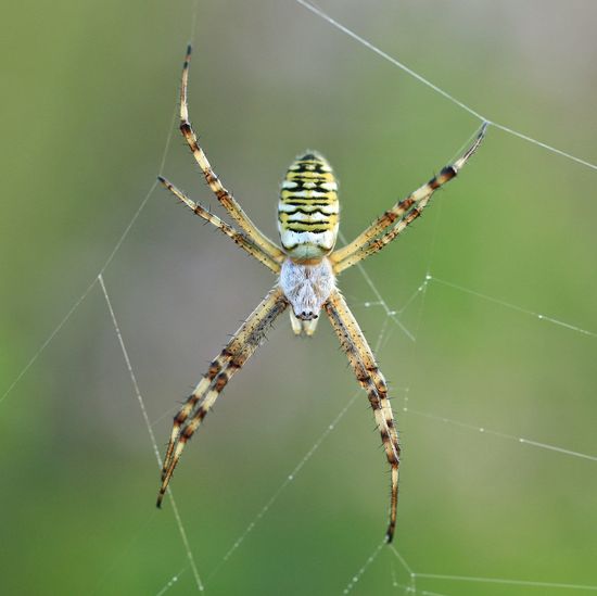 Close-up of black and yellow orb-web spider