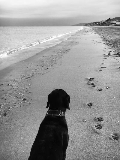 Rear view of dog on beach